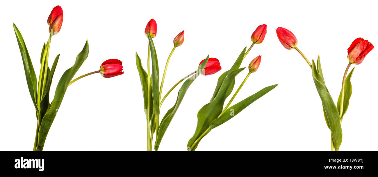 Bouquet von roten Tulpen. Auf weiß isoliert. Einstellen Stockfoto