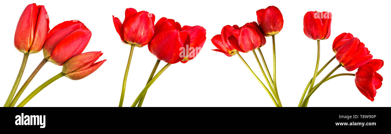 Bouquet von roten Tulpen. Auf weiß isoliert. Einstellen Stockfoto