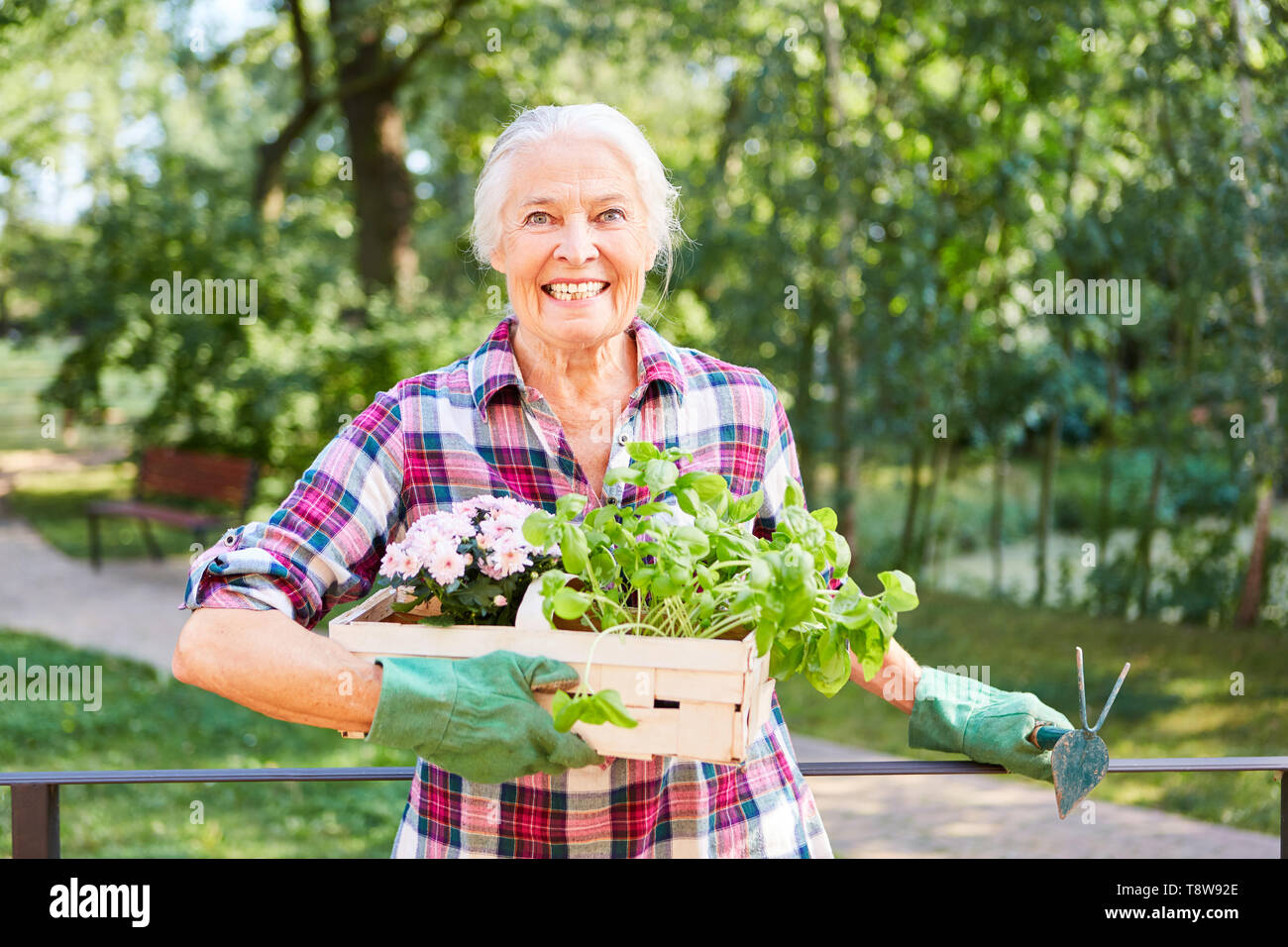 Senior im Sommer im Garten bei der Gartenarbeit mit Blumen und Basilikum Stockfoto