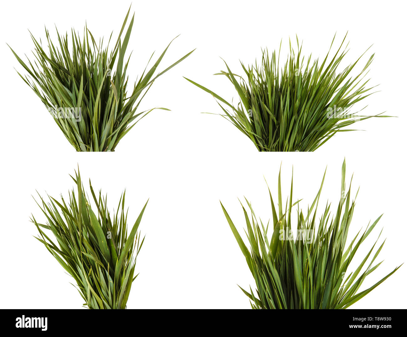 Ein Haufen grüne Wiese Gras. Auf weiß isoliert. Einstellen Stockfoto