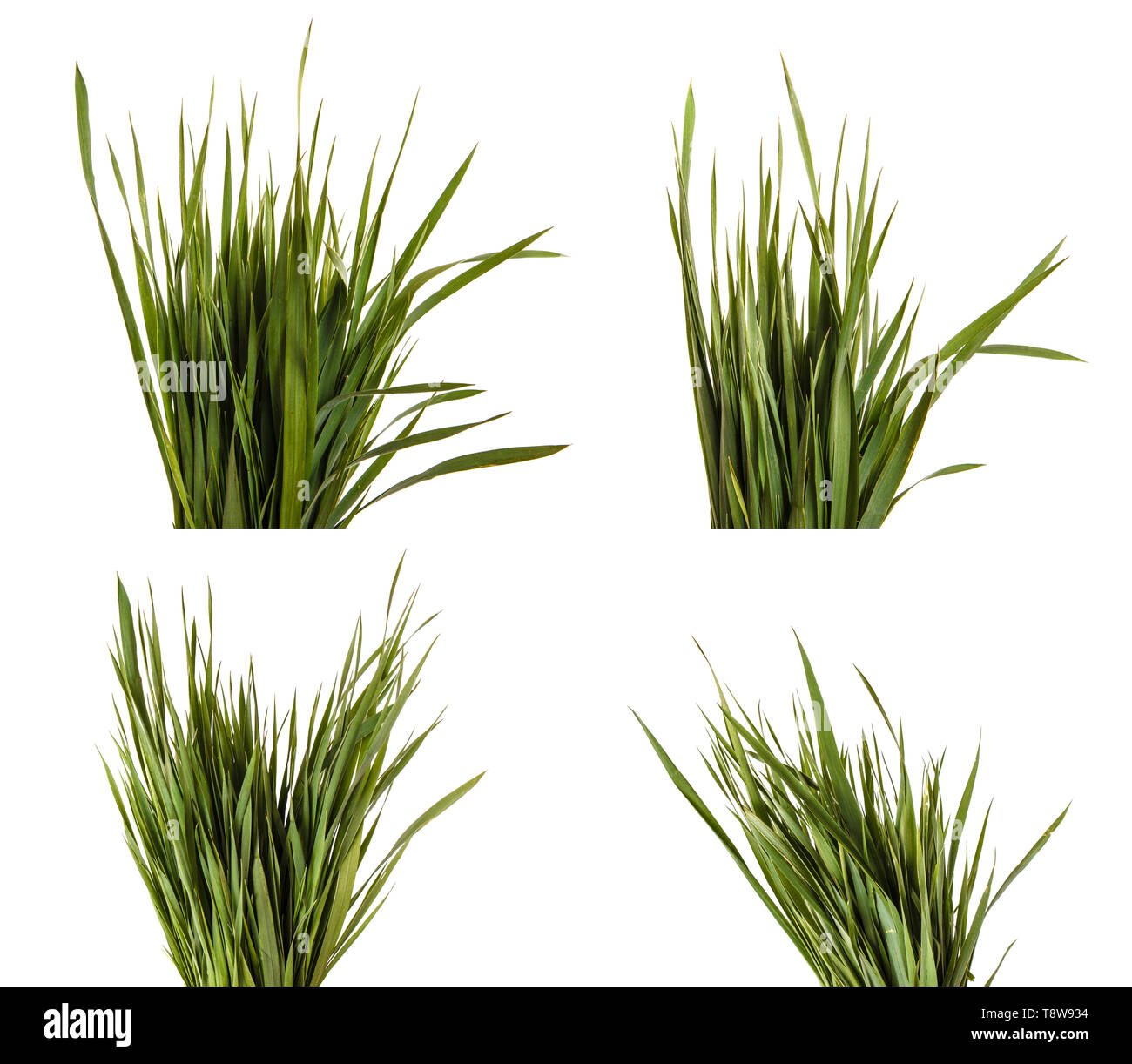 Ein Haufen grüne Wiese Gras. Auf weiß isoliert. Einstellen Stockfoto