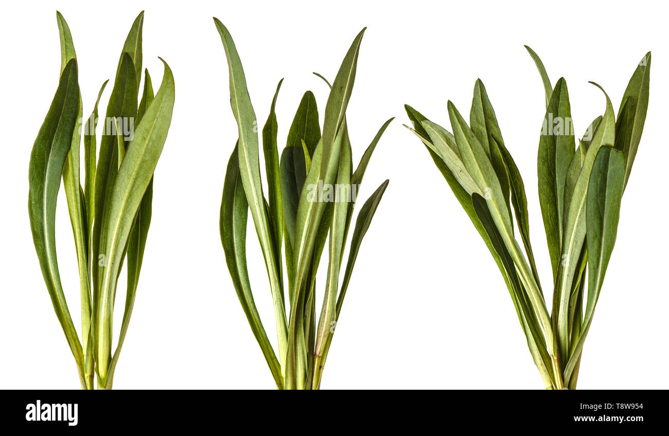 Grüne Blätter von Aster der neuen belgischen. Auf weiß isoliert. Einstellen Stockfoto