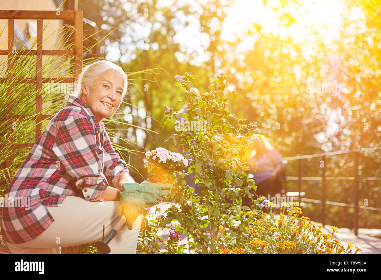 Pflanzen alte Frau in Blumen im Sommer in Ihrem Garten Stockfoto