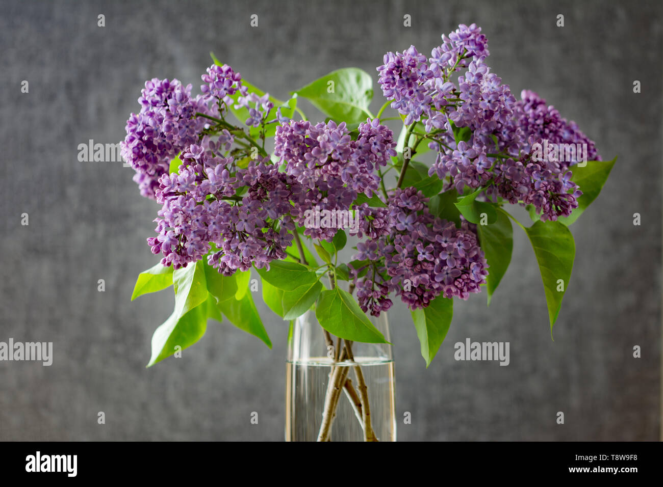 Blumenstrauß aus Lila Flieder in glass vase auf grauem Hintergrund Stockfoto