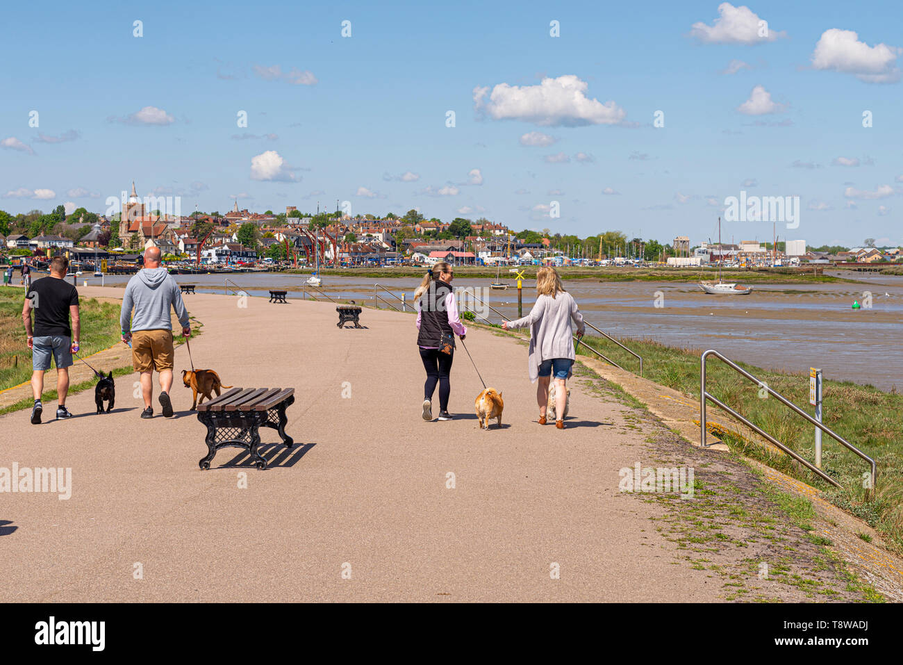 Menschen zu Fuß auf die Promenade an der Maldon, Essex, Großbritannien entlang des Flusses Blackwater. Maldon Stadt im Hintergrund. Hund wandern. Wenige Hunde Stockfoto