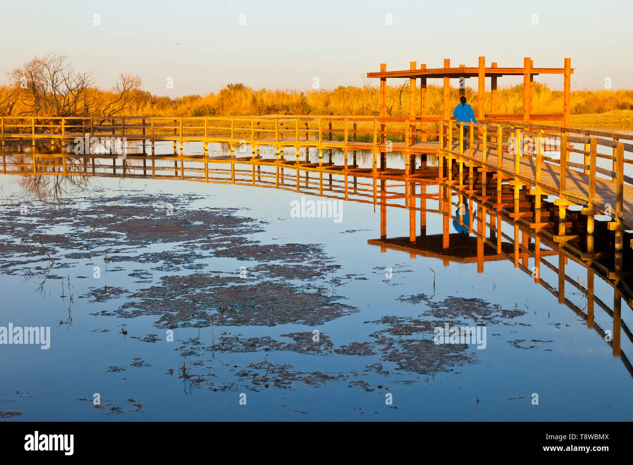 Reserva Natural del Humedal de Azraq. Jordanien, Oriente Medio Stockfoto