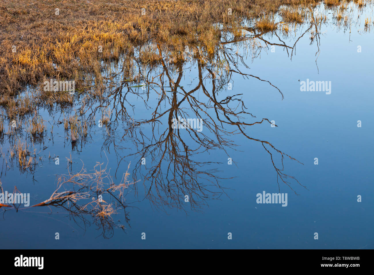 Reserva Natural del Humedal de Azraq. Jordanien, Oriente Medio Stockfoto