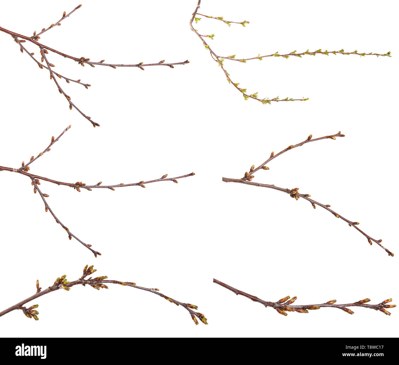 Geschwollene grüne Knospen auf einem Zweig eines Baumes. Einstellen Stockfoto