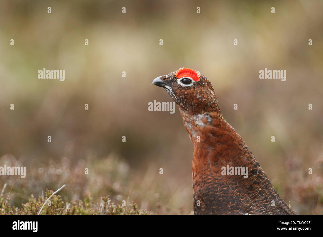 Ein Kopf eines schönen Moorschneehuhn Lagopus lagopus, in Mooren in Großbritannien. Stockfoto