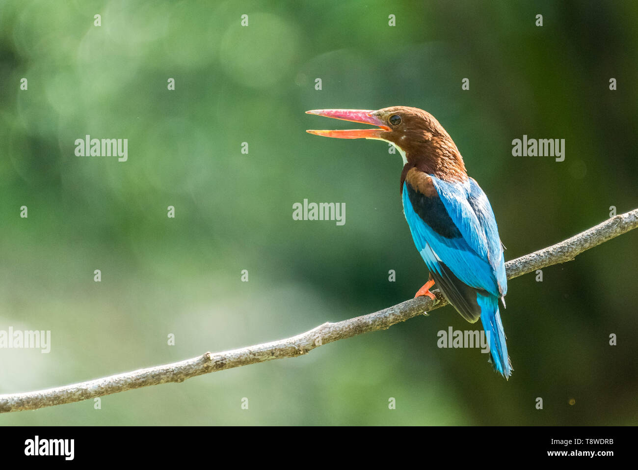 White-throated Kingfisher (Halcyon smyrnensis) gehockt Stockfoto