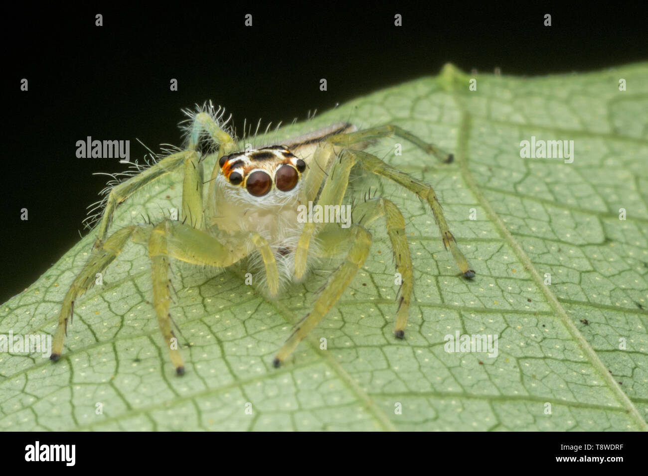 Kleine jumping spider Nahaufnahmen Stockfoto