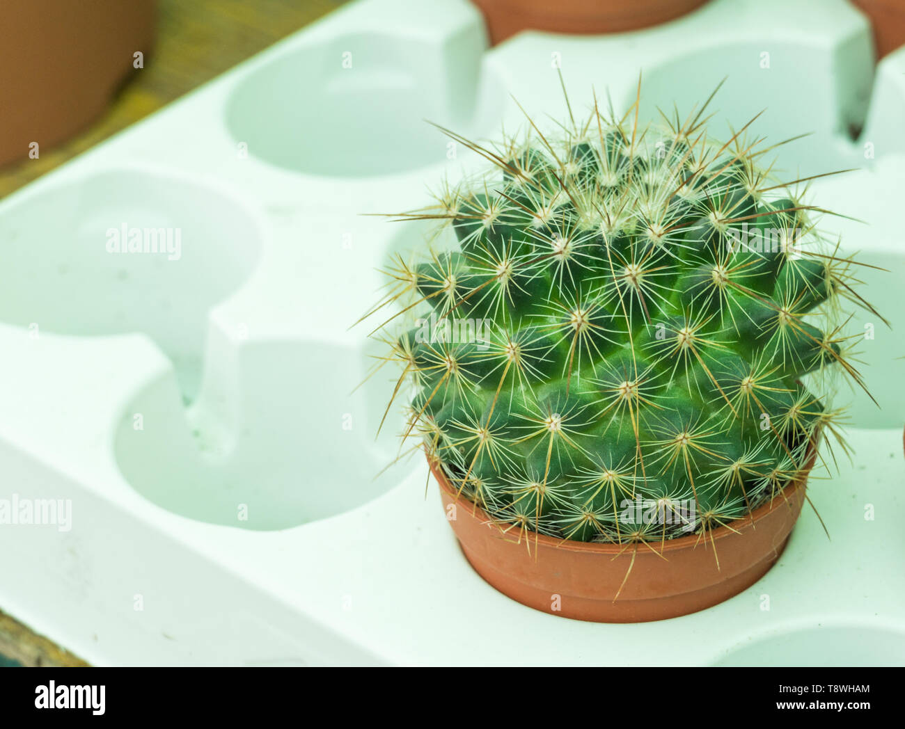 Cactus ball parodia in einem Topf innen Stockfoto