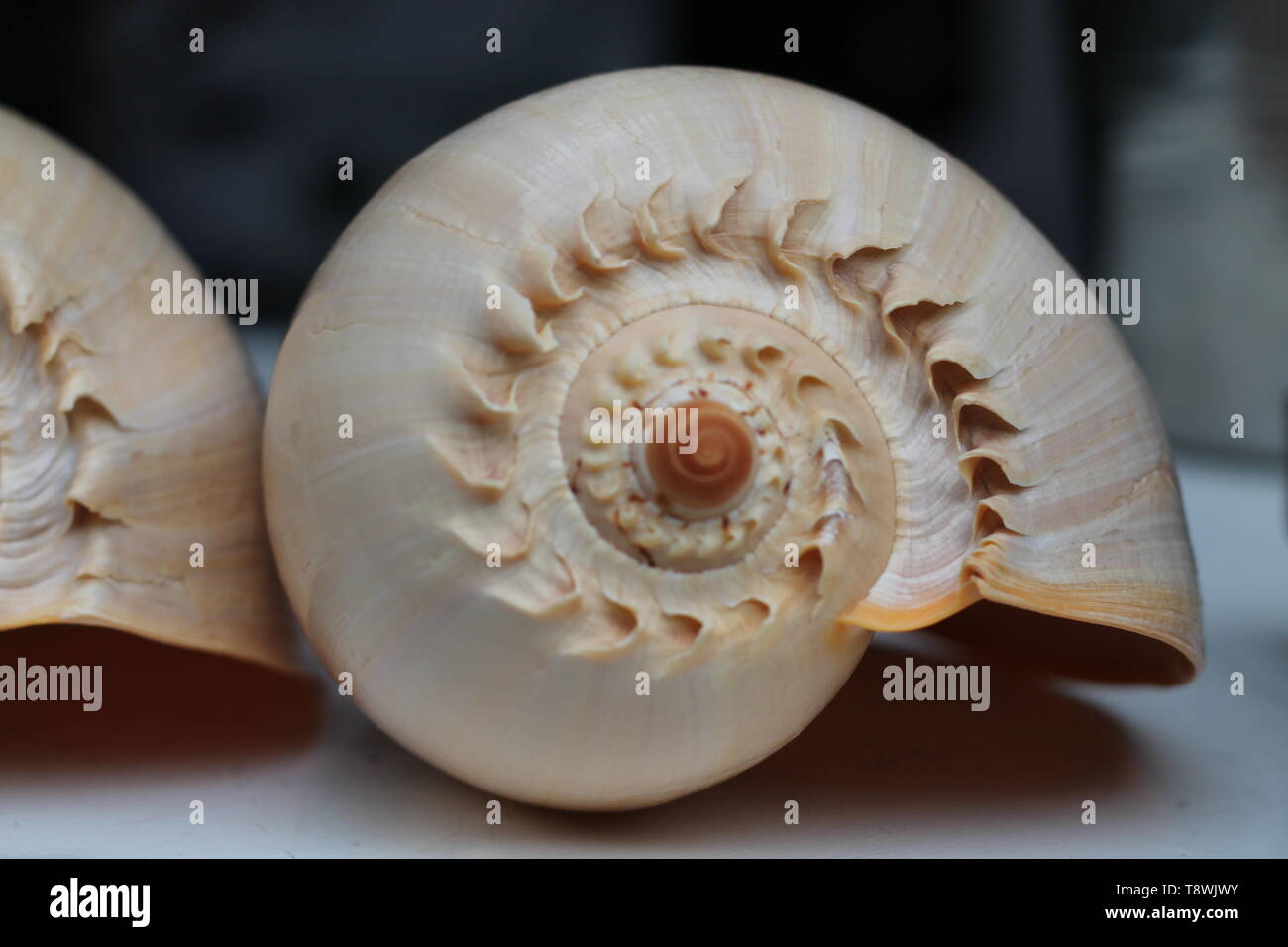 Exotische Shells Stockfoto