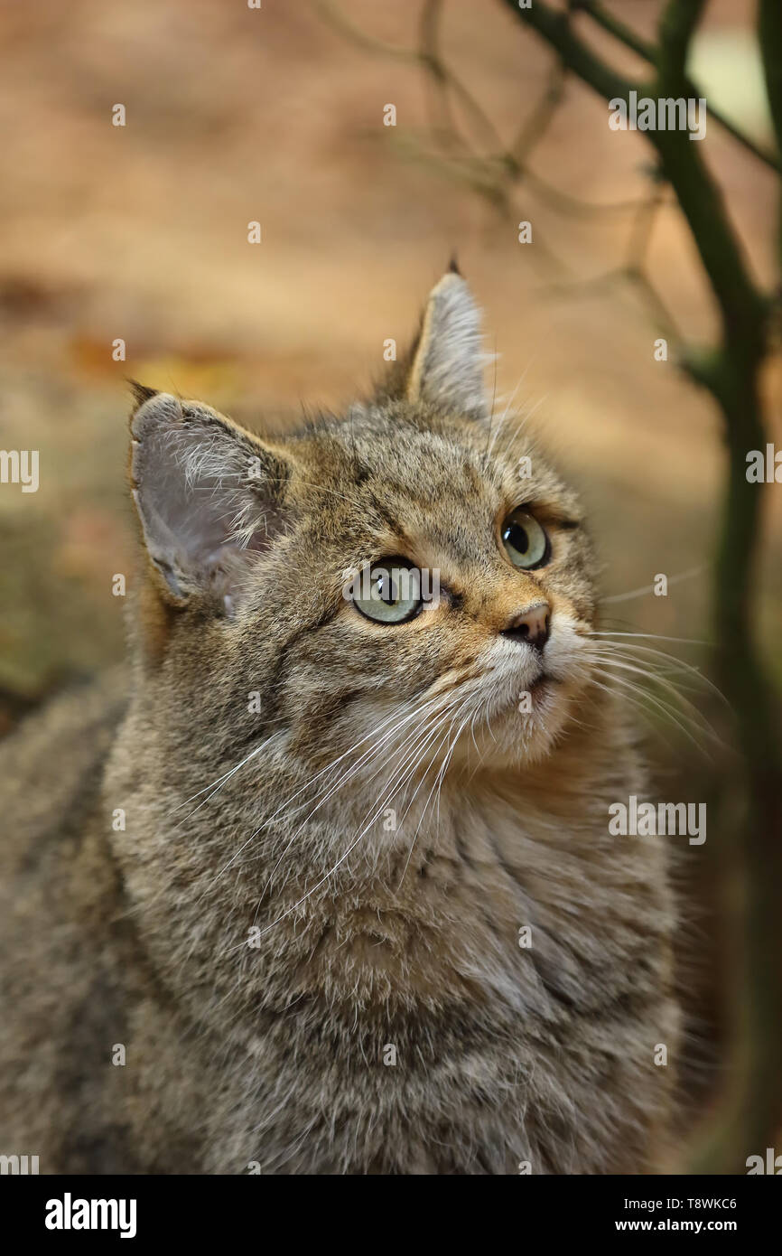 Portrait einer weiblichen europäische Wildkatze mit flachen DOF Stockfoto