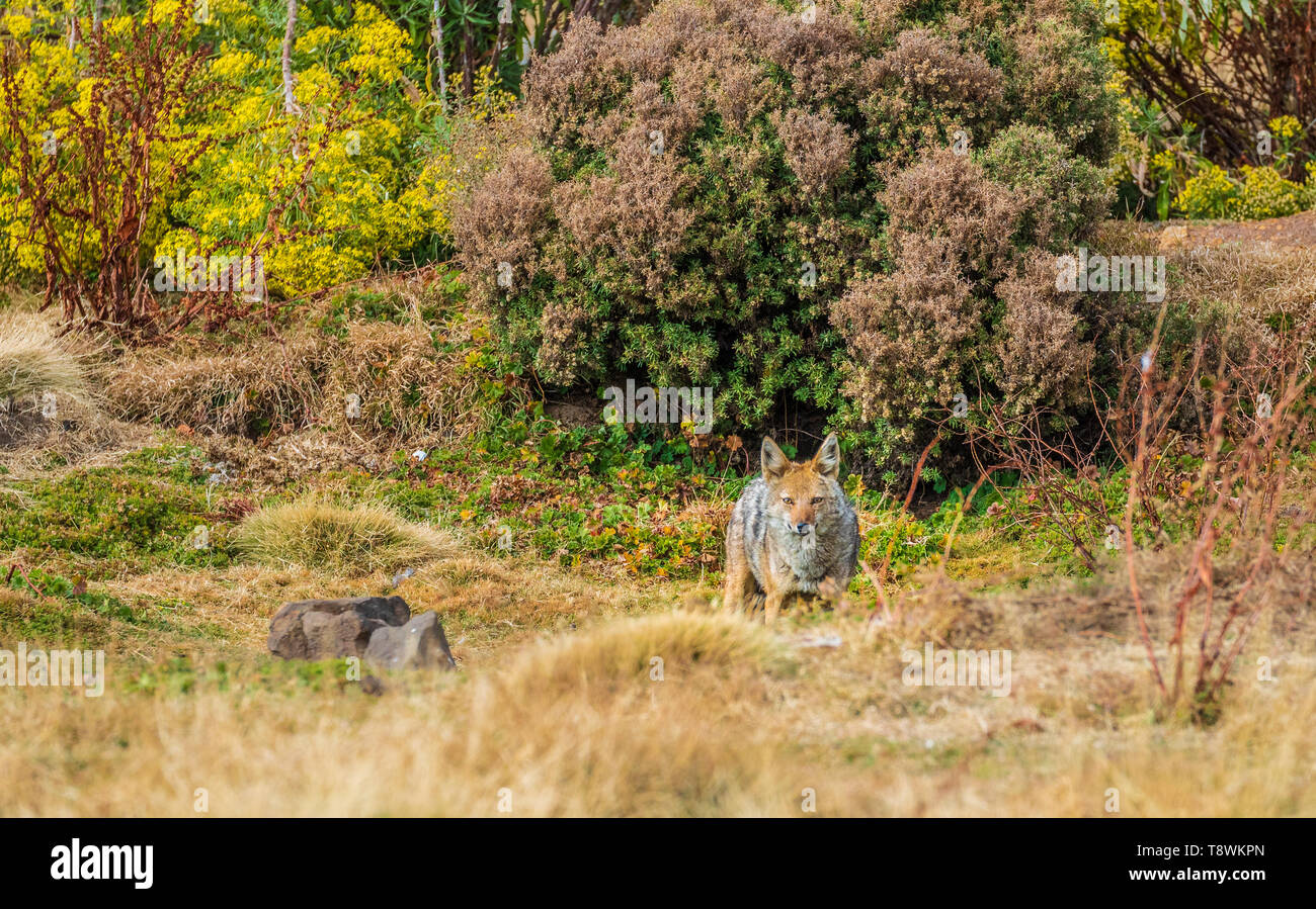 Simien Wolf (Canis simensis) in Bale Berge Stockfoto