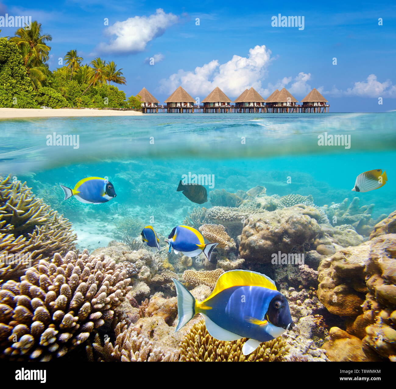 Malediven-Inseln, Unterwasser-Blick am Riff und tropische Fische Stockfoto