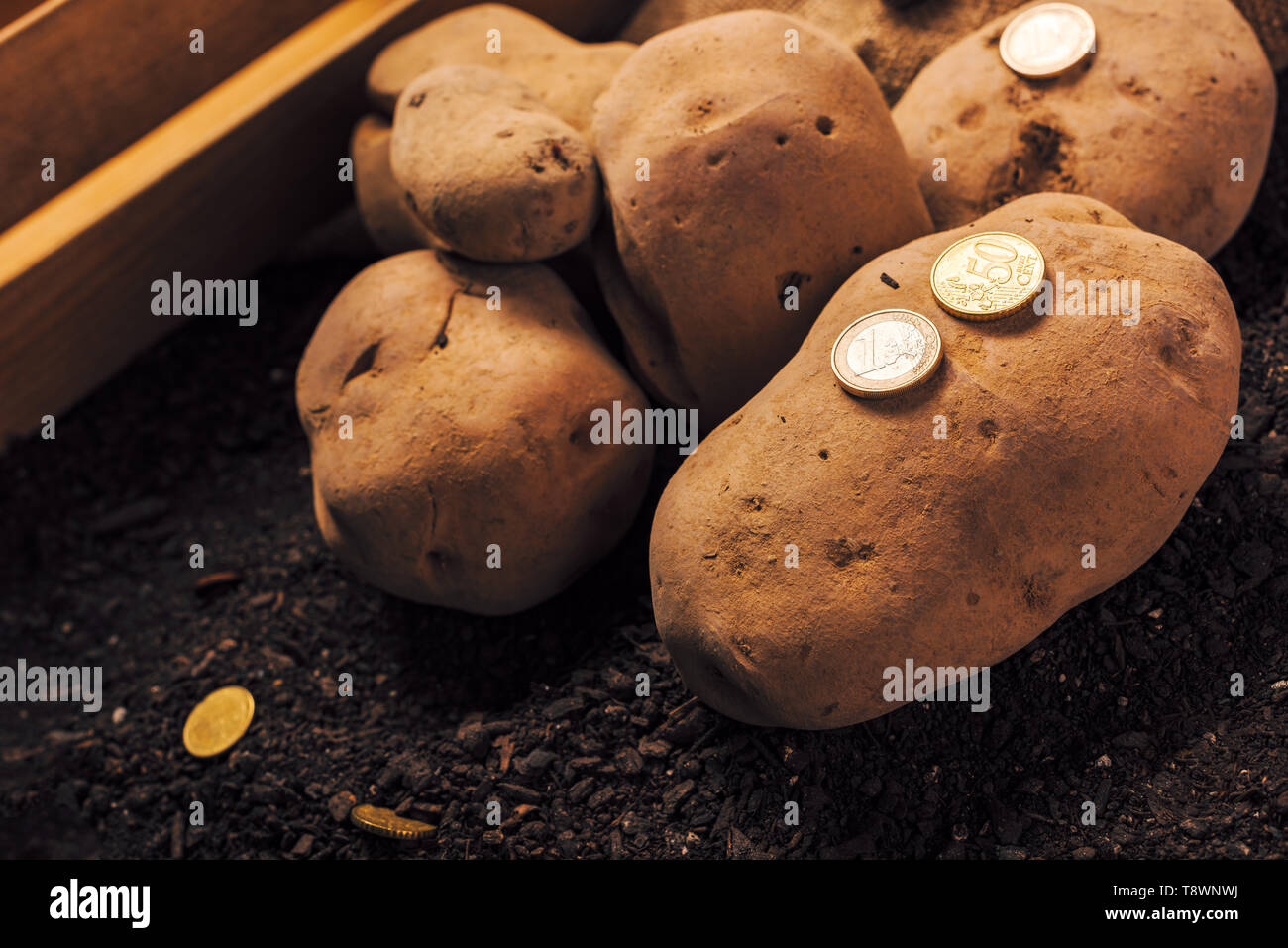 Gewinne aus biologischem Anbau der Kartoffel, Euro-münzen am Garten Boden mit Geernteten Knollen der Kartoffel Stockfoto