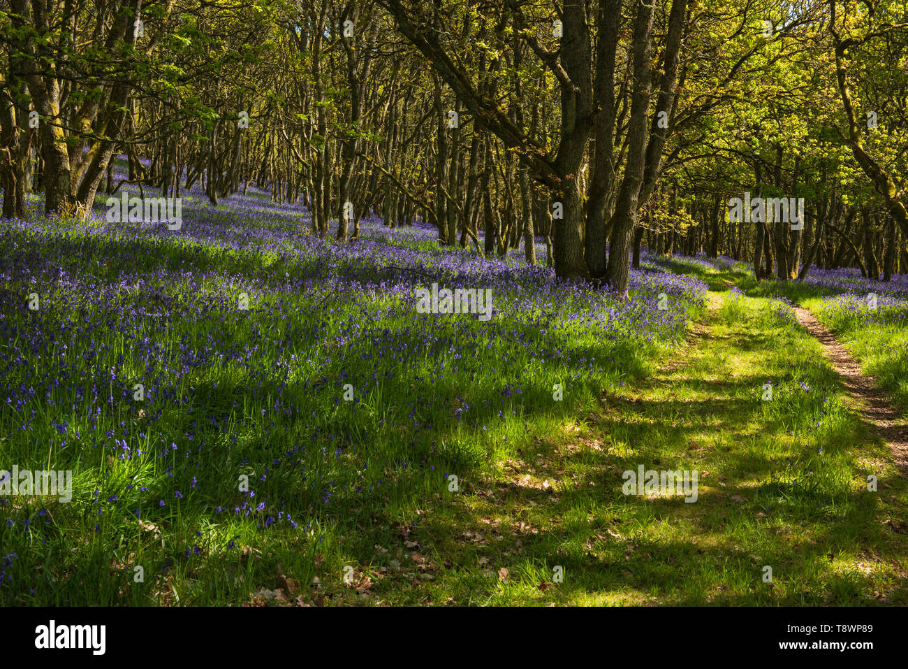 Ruthven Bluebell Wood am Ufer des Flusses Isla, Angus, Schottland. Stockfoto