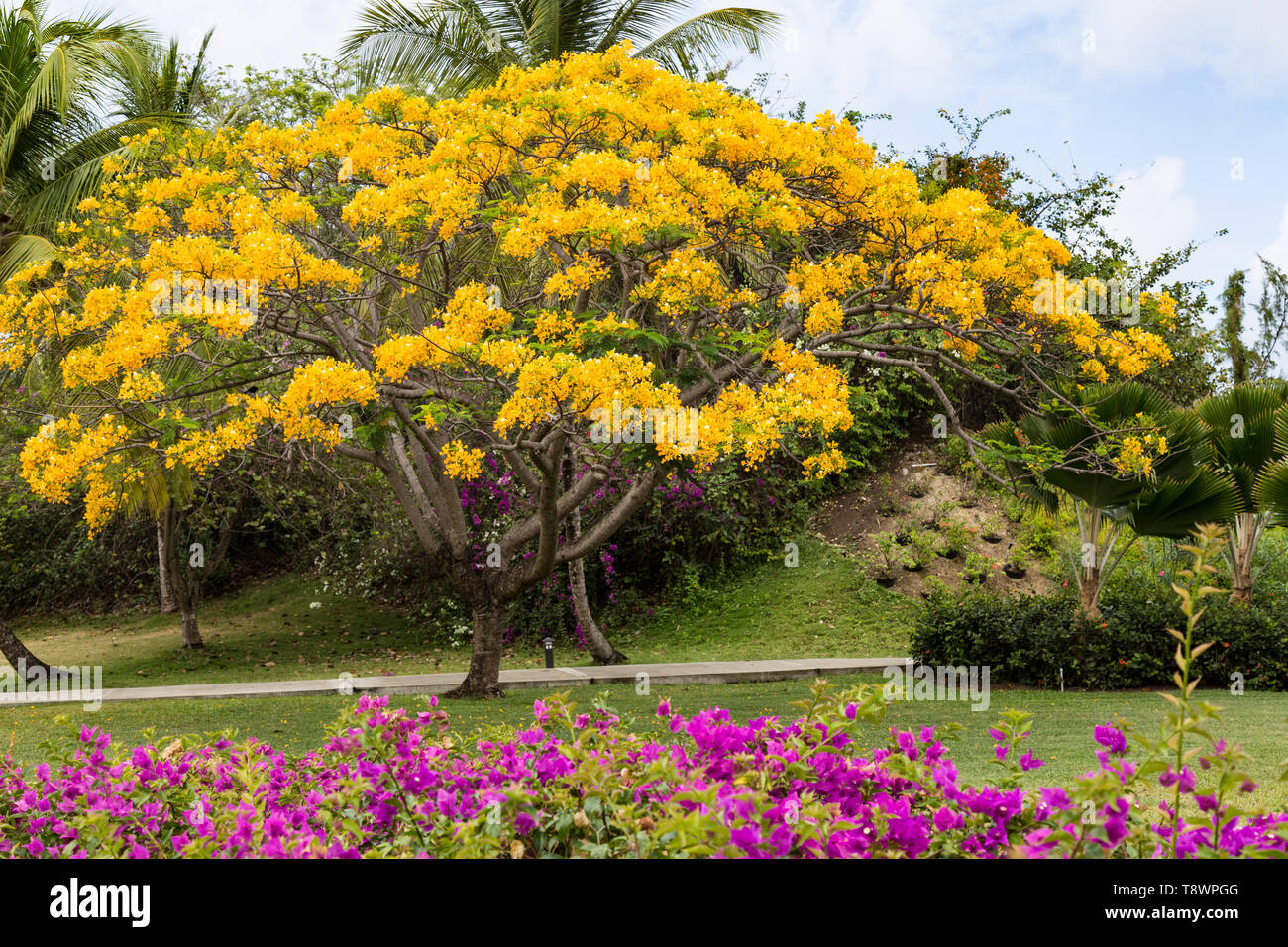 Gelbe Flamboyant Tree Stockfoto