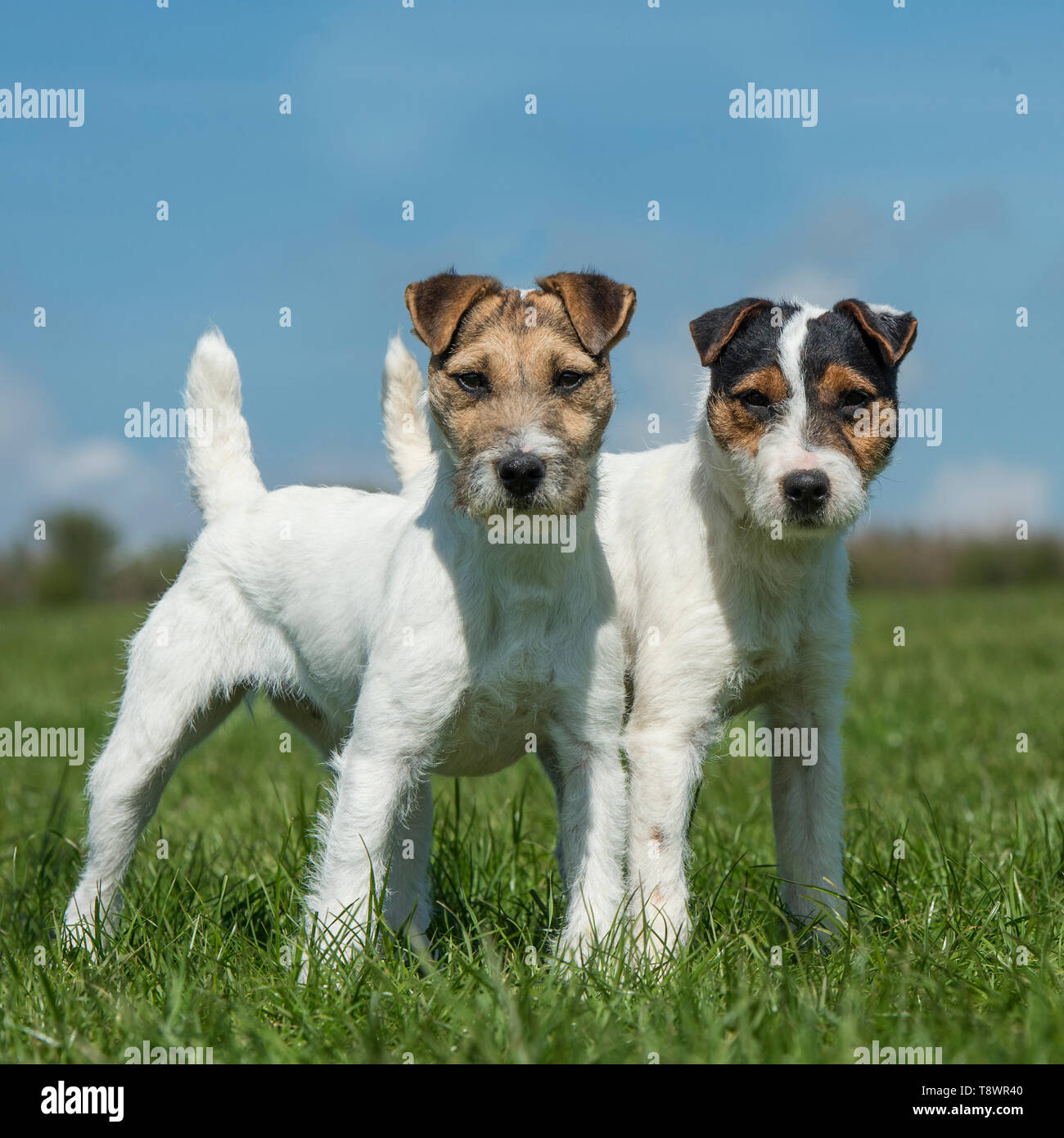 Jack Russel terrier Stockfotografie Alamy Jack Russel Terrier Stockfotografie Alamy
