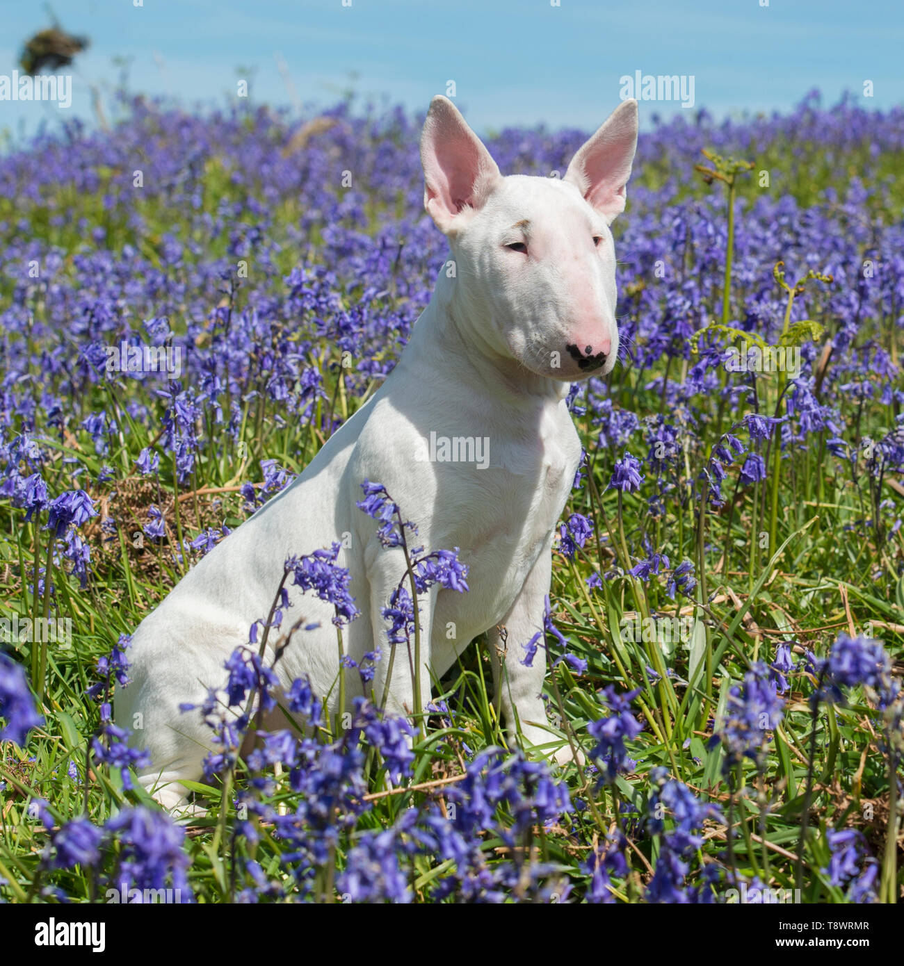 Bull Terrier Welpen Stockfoto
