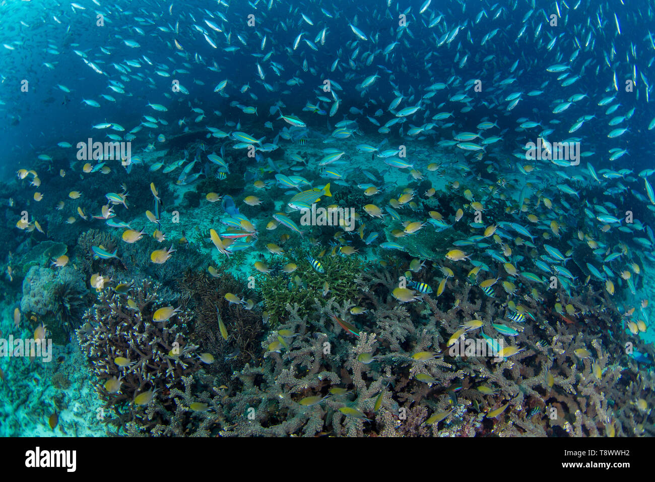 Die Artenvielfalt der Fische in Raja Ampat, West Papua, Indonesien Stockfoto