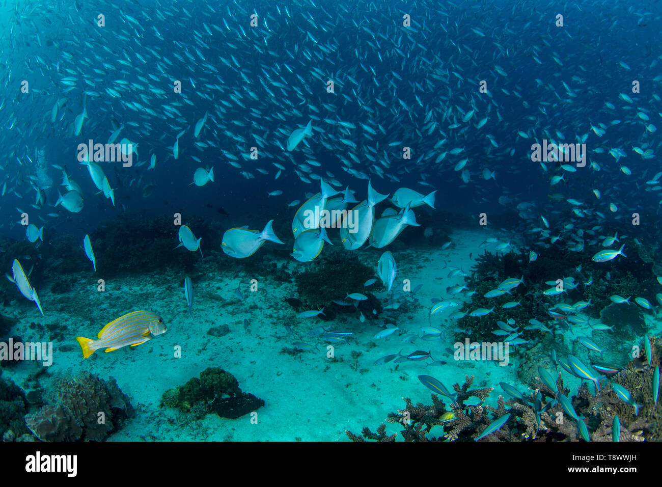 Die Artenvielfalt der Fische in Raja Ampat, West Papua, Indonesien Stockfoto