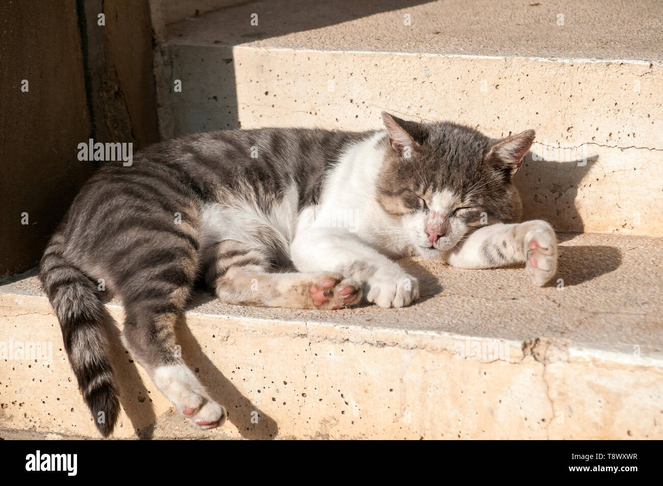 Schlafen auf Schritte street Cat closeup im sonnigen Sommertag Stockfoto