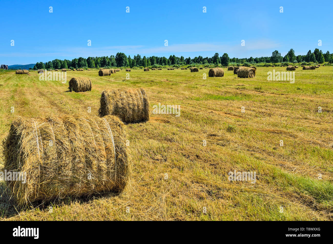 Landwirtschaftliche Sommer Landschaft mit Strohballen auf Rollen - Futter für Vieh. Runde Strohballen auf der Wiese im Sommer Sommer Tag mit blauem Himmel Stockfoto
