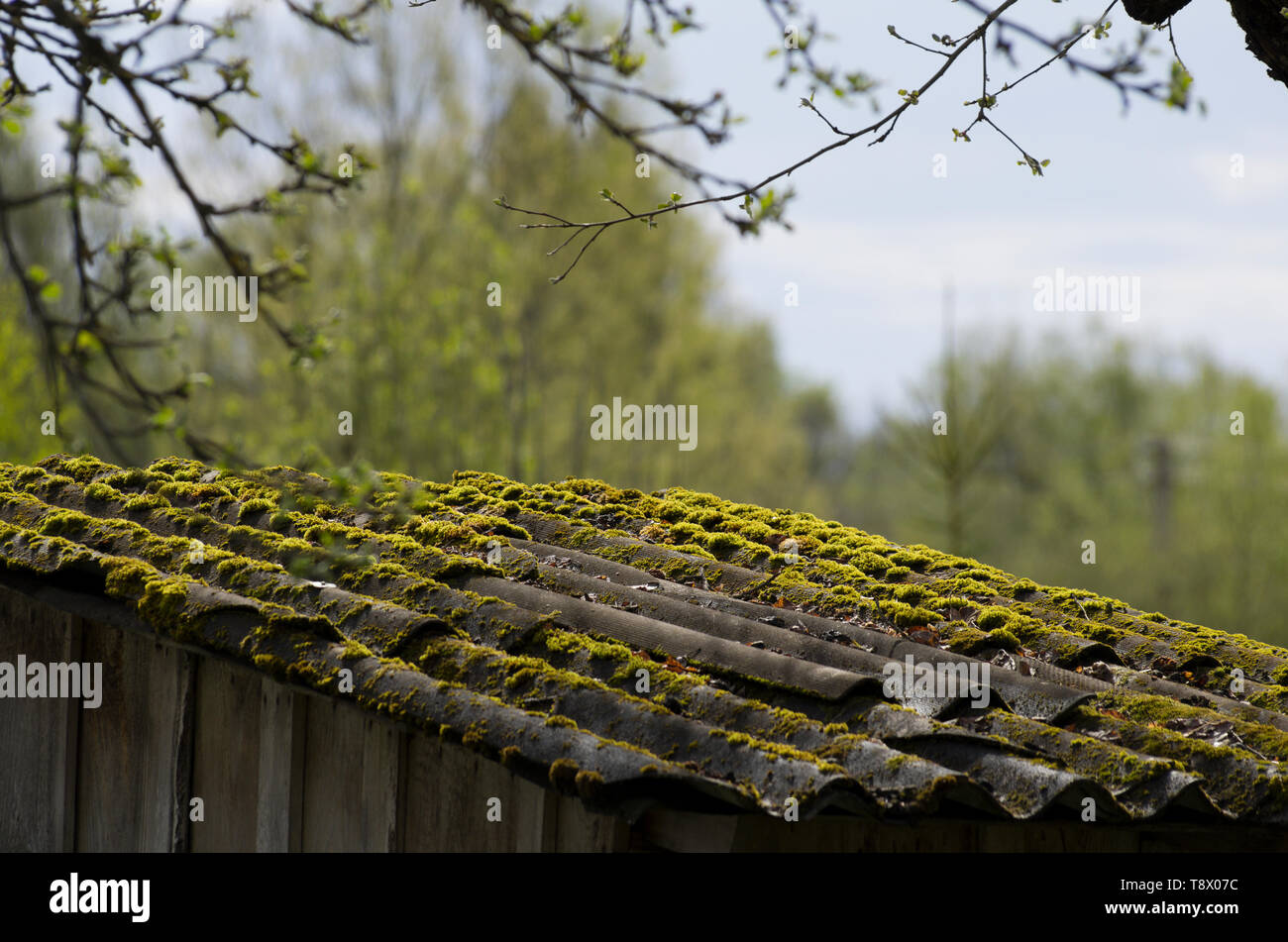 Grüne moosbedeckte Schiefer Dach eines alten Dorfhauses close-up Stockfoto