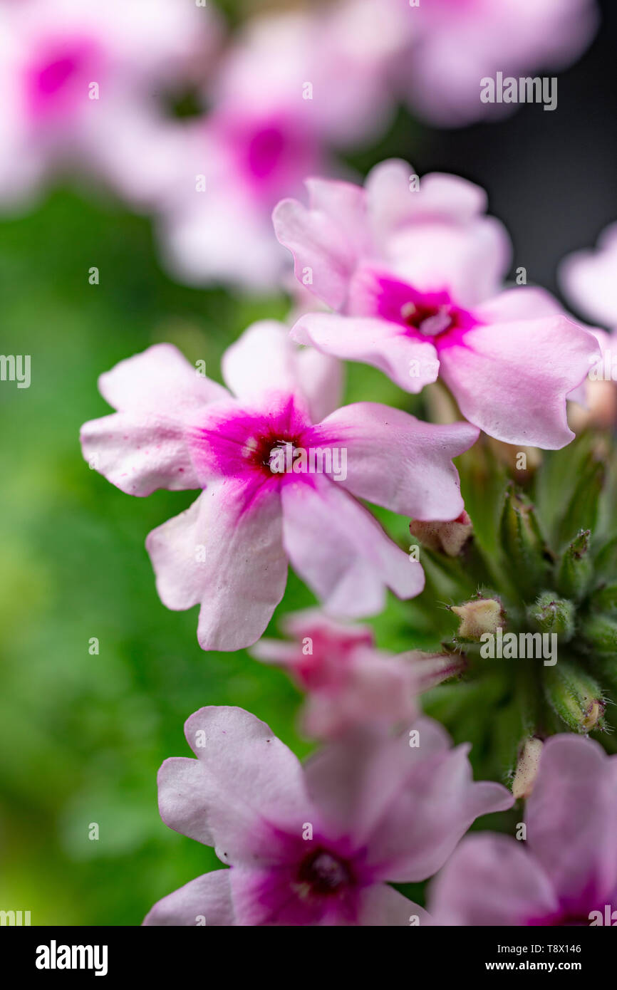 Verbena 'Vectura Soft Pink Eye" Stockfoto