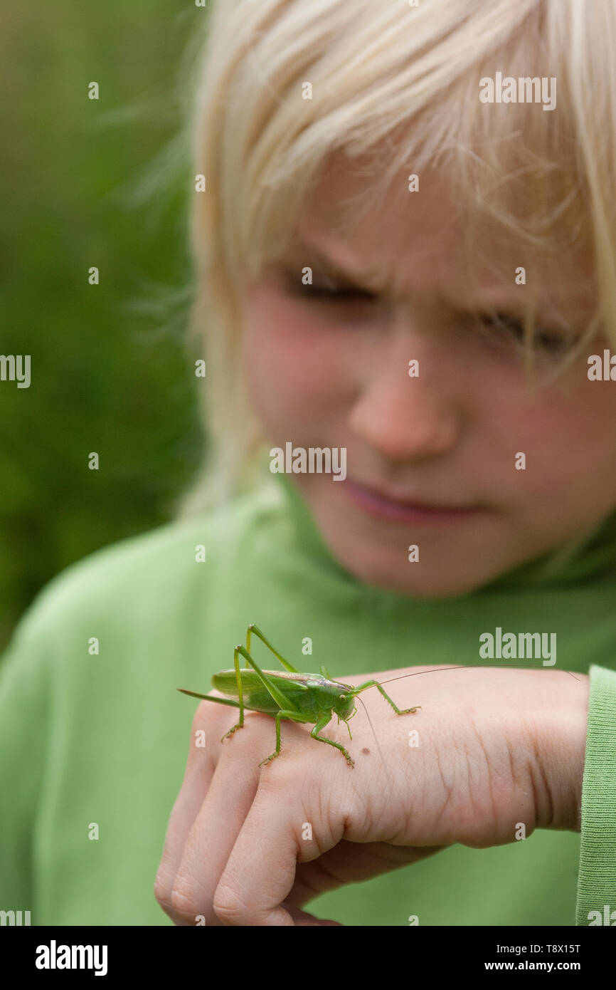 Junge, Art mit Heuschrecke auf der Hand, Zwitscherschrecke, Zwitscher-Heupferd, Heupferd, Weibchen mit Legebohrer, Tettigonia cantans, zucken Gree Stockfoto