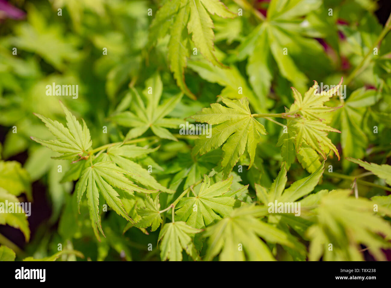 Acer palmatum 'Going Green' Stockfoto