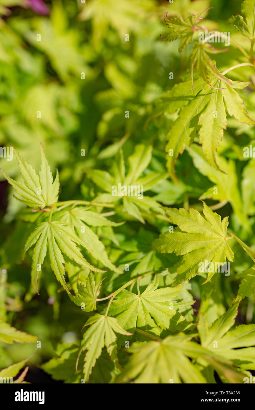 Acer palmatum 'Going Green' Stockfoto