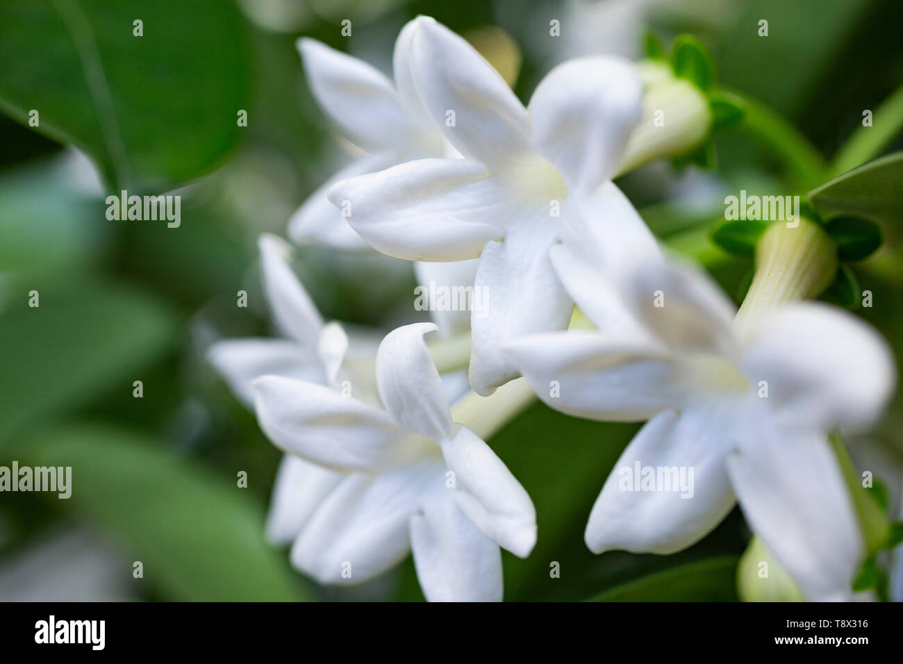 Stephanotis floribunda Stockfoto