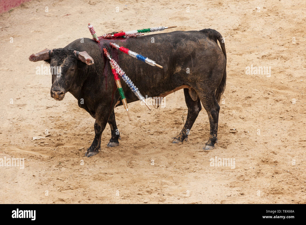 Stier in der Stierkampfarena mit Speeren in seinem Körper Stockfoto