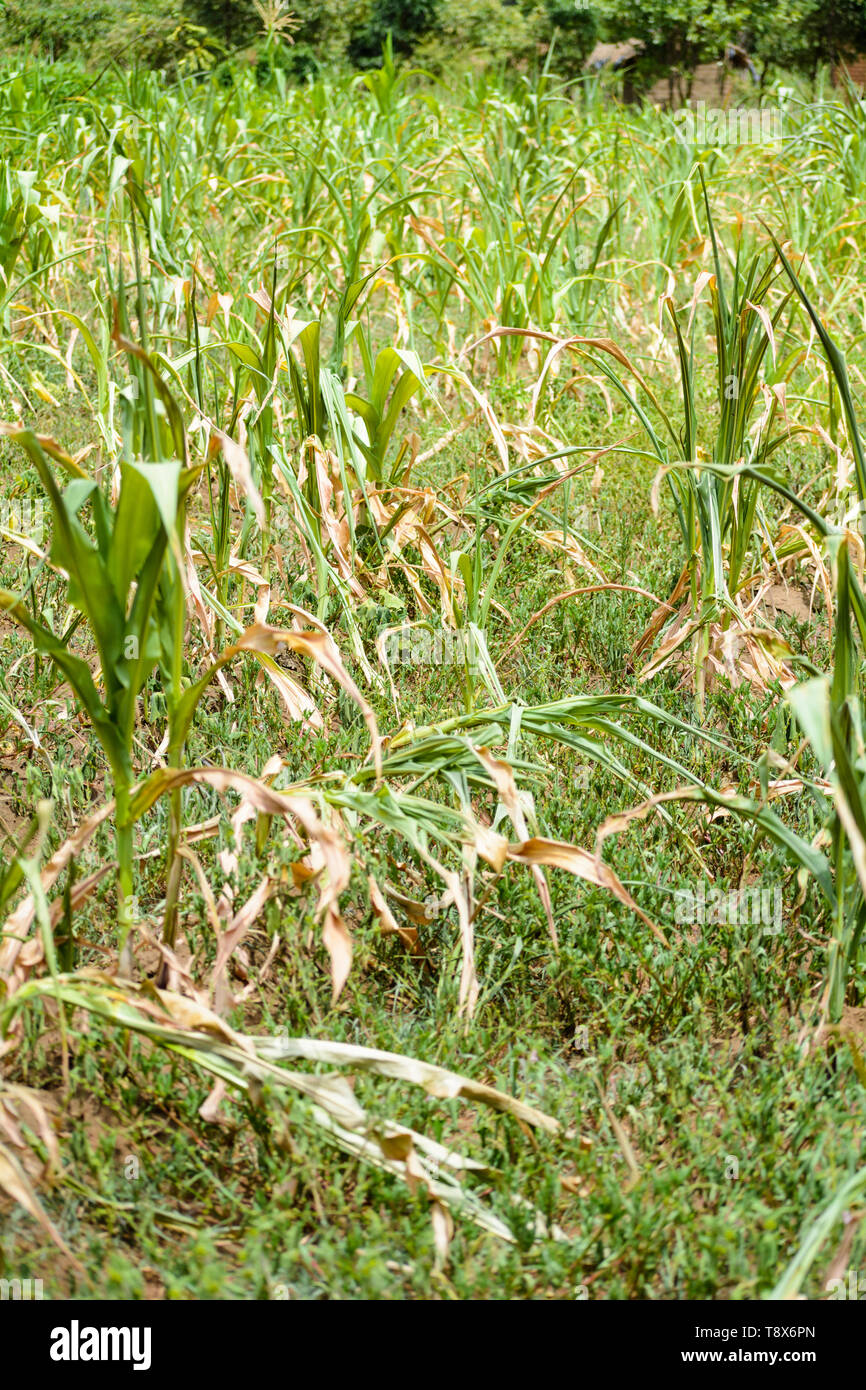 Gebremstes Wachstum Mais auf einem Feld in Lilongwe Bezirk Malawi Stockfoto