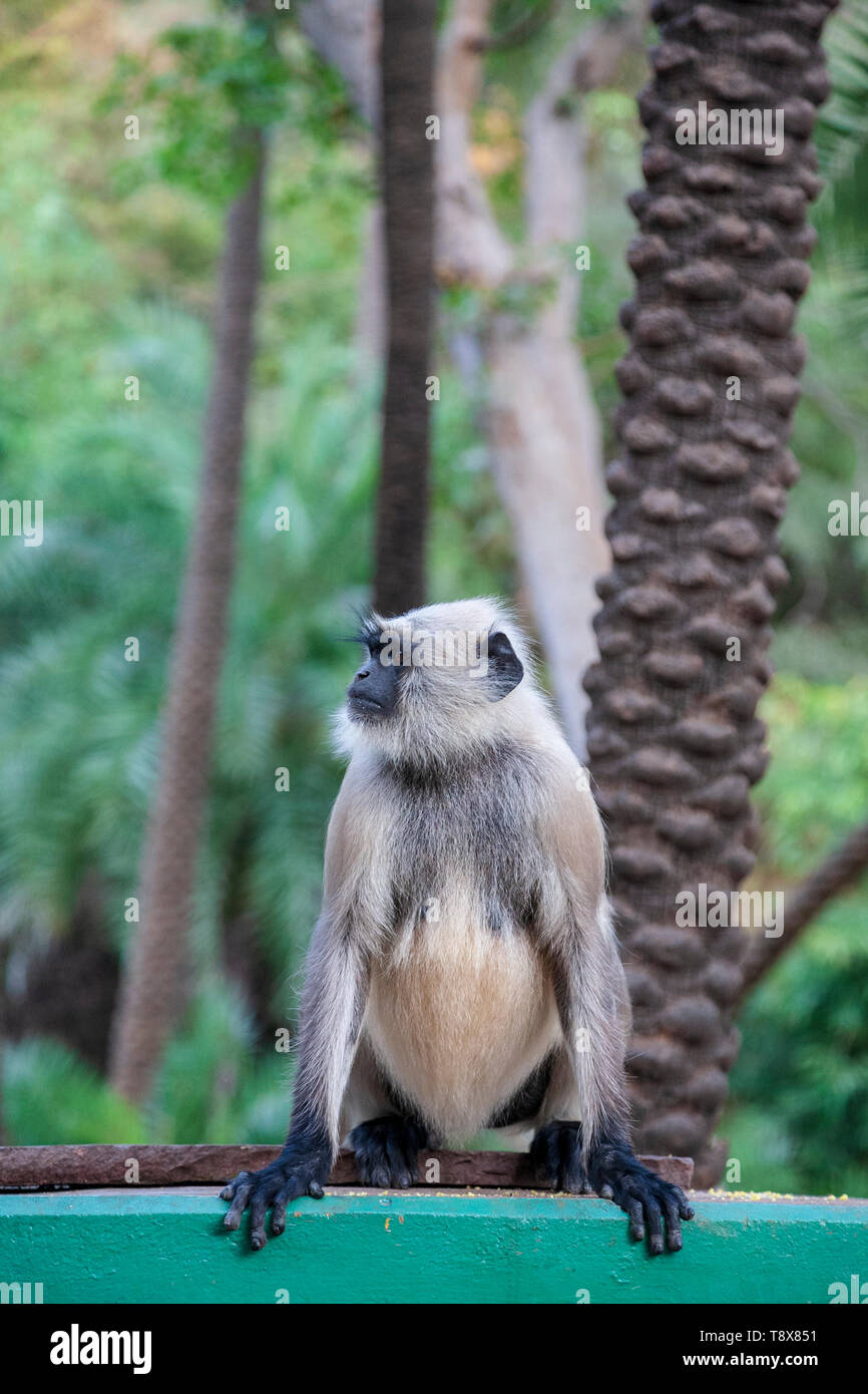 Ein langur Affe im Sariska Tiger Reserve, Rajasthan, Indien Stockfoto