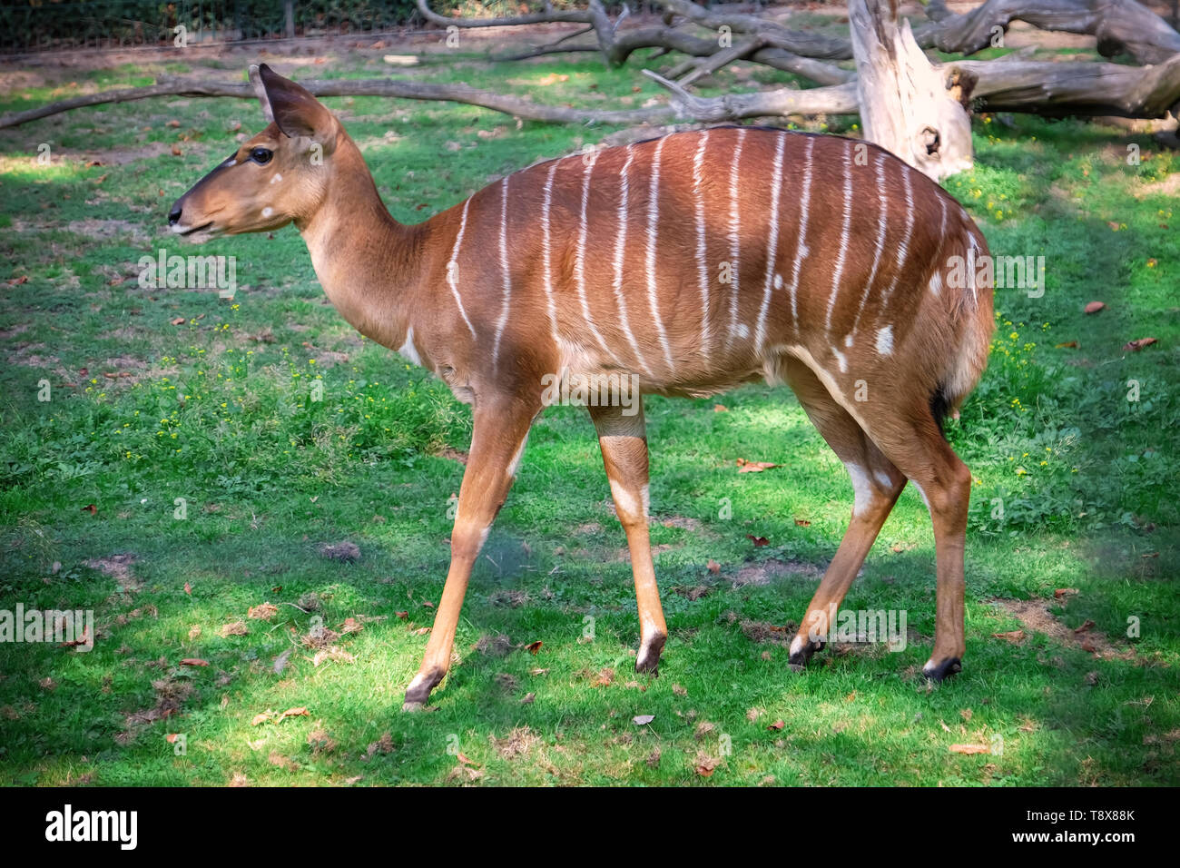 Tiefland nyala tragelaphus angasi Fotos und Bildmaterial in hoher