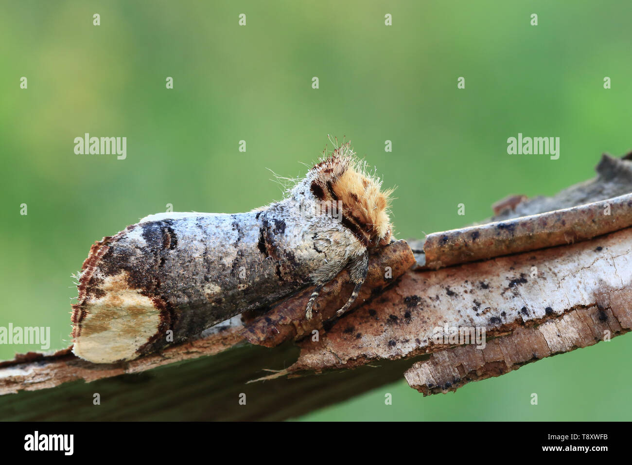 Buff-Tipp (Phalera bucephala), ein Nachtfalter, wie ein kleines Stück Zweig getarnt Stockfoto
