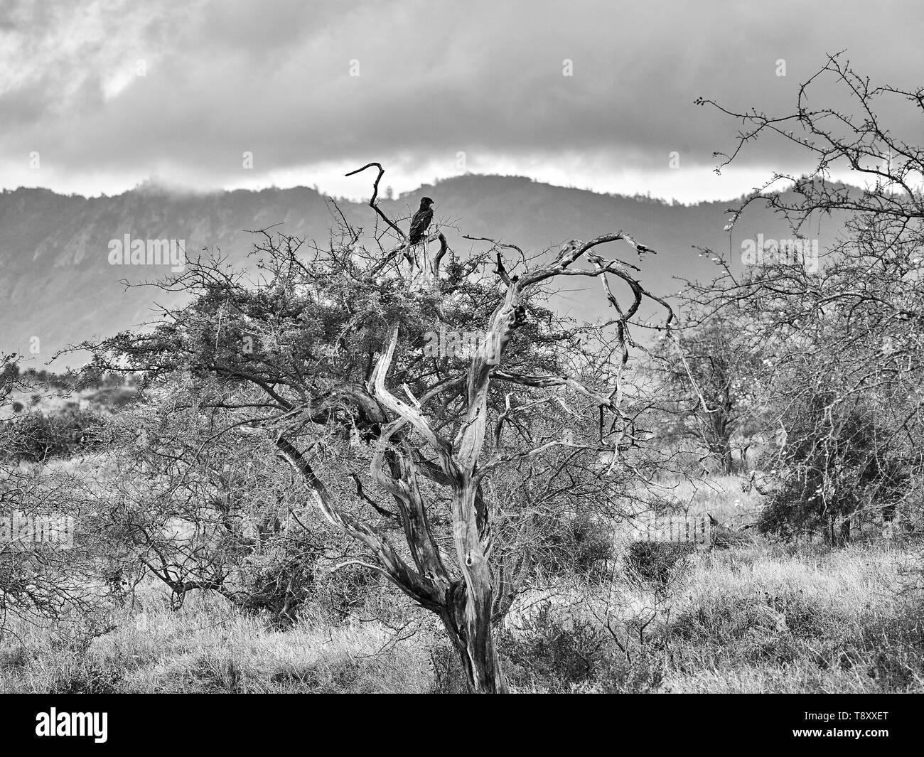 Eine African Eagle Suche in seinem Jagdrevier aus dem Baum oben in Tsavo National Game Reserve - Kenia in Ostafrika Stockfoto