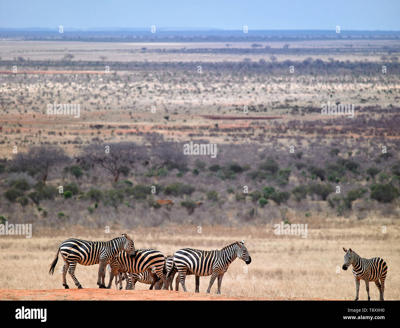 In der Nähe des Zebra Schwimmbad in Tsavo National Game Reserve - Kenia in Ostafrika Stockfoto