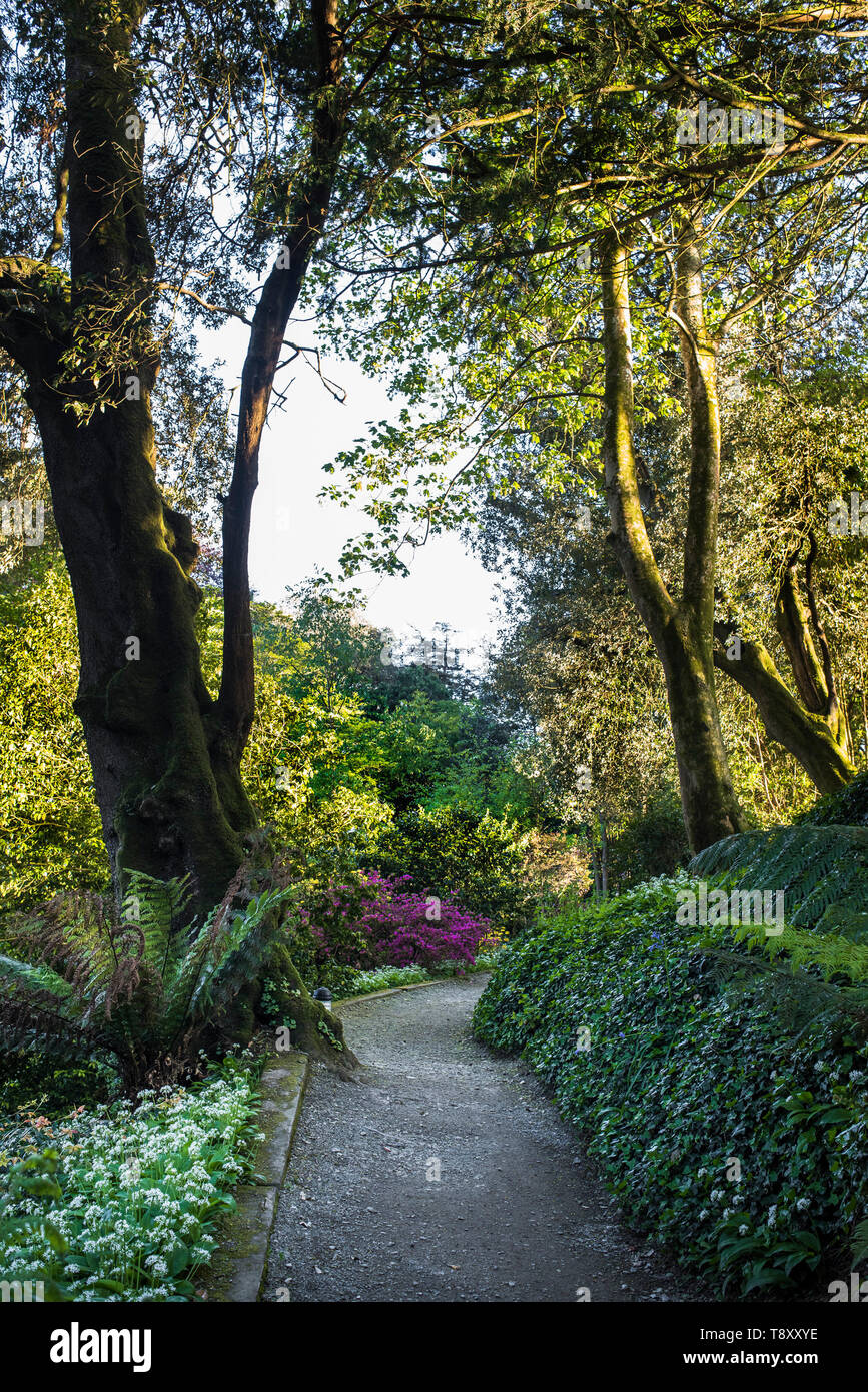 Am Abend Licht über einen Fußweg im Trebah Garten in Cornwall. Stockfoto