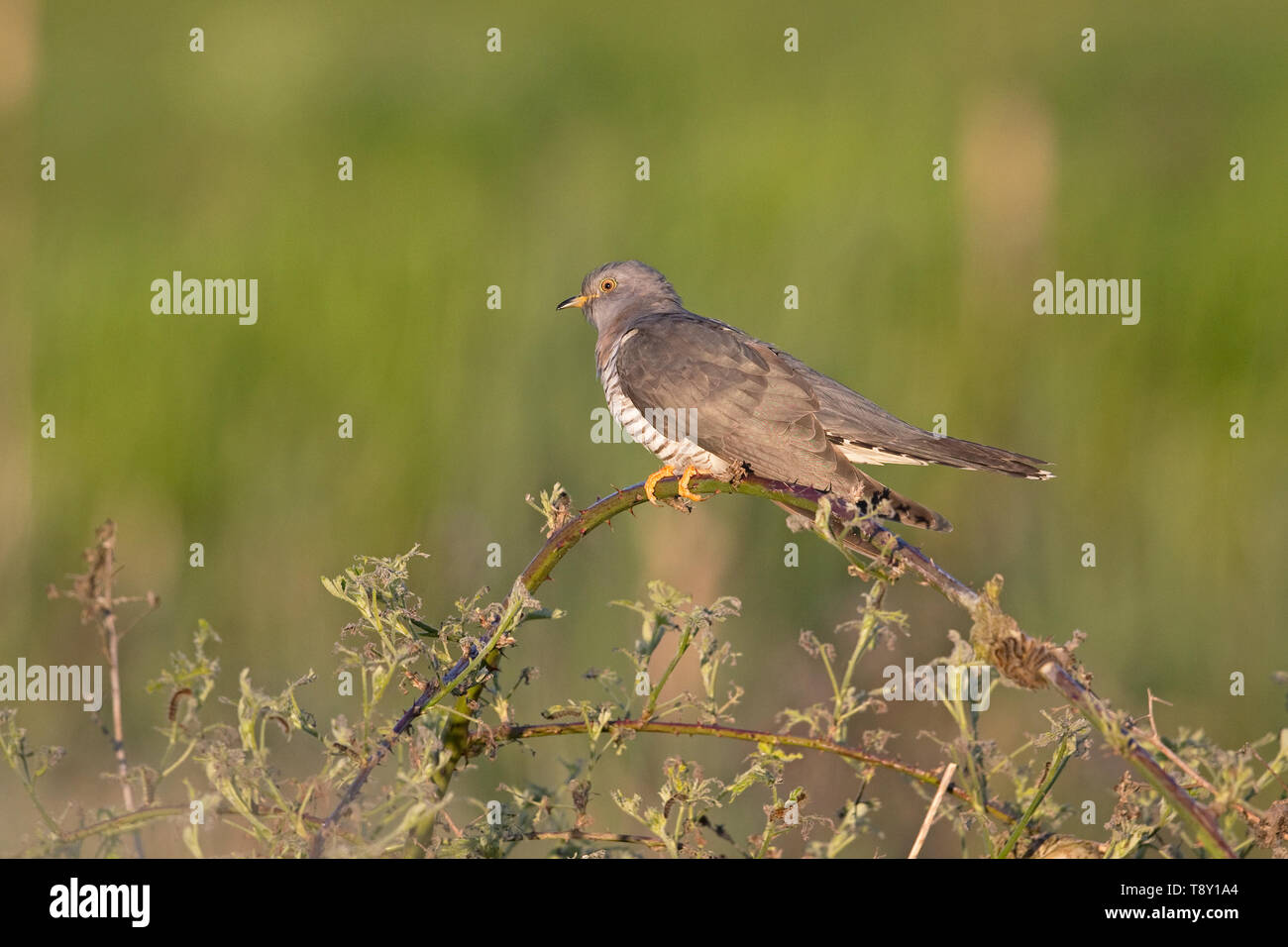 Gemeinsame Kuckuck (Cuculus canorus) Stockfoto