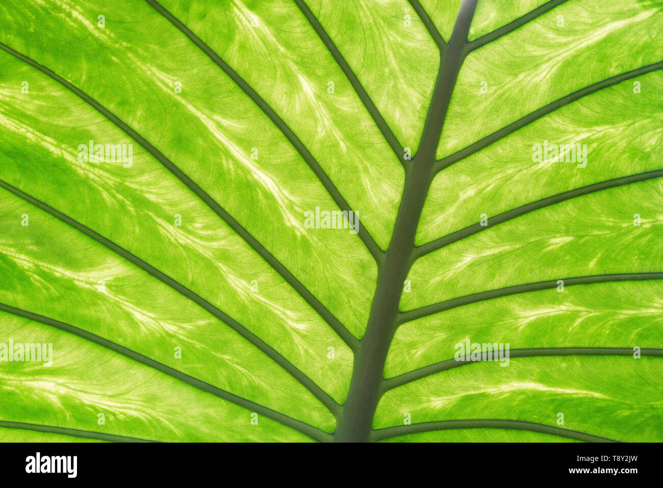 Blatt Textur des frischen tropischen Pflanzen im Botanischen gardwen. Stockfoto