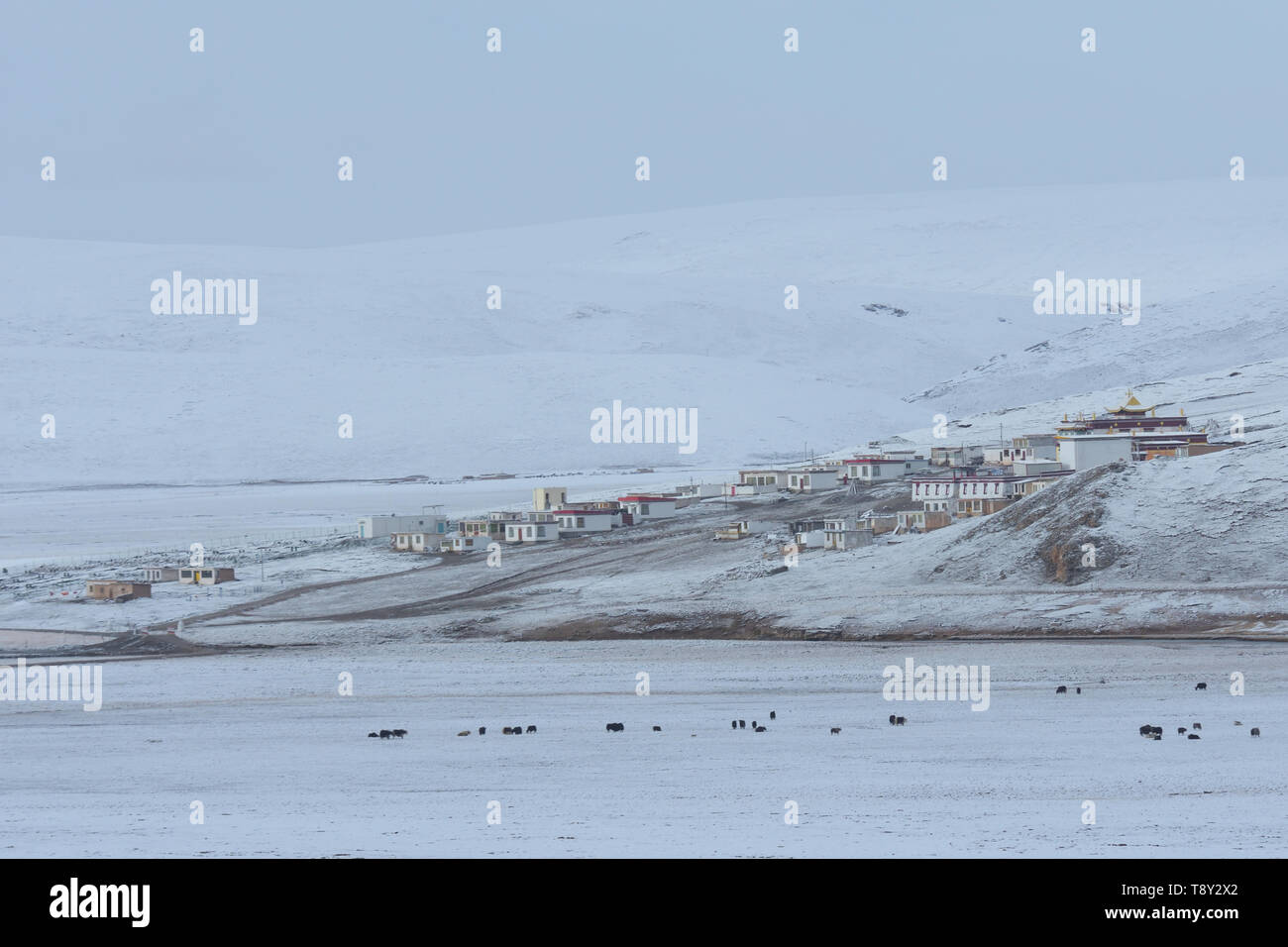 Tibetischen Dorf mit inländischen Yak weiden auf einem schneebedeckten Berg auf dem tibetischen Plateau, Provinz Qinghai, China Stockfoto