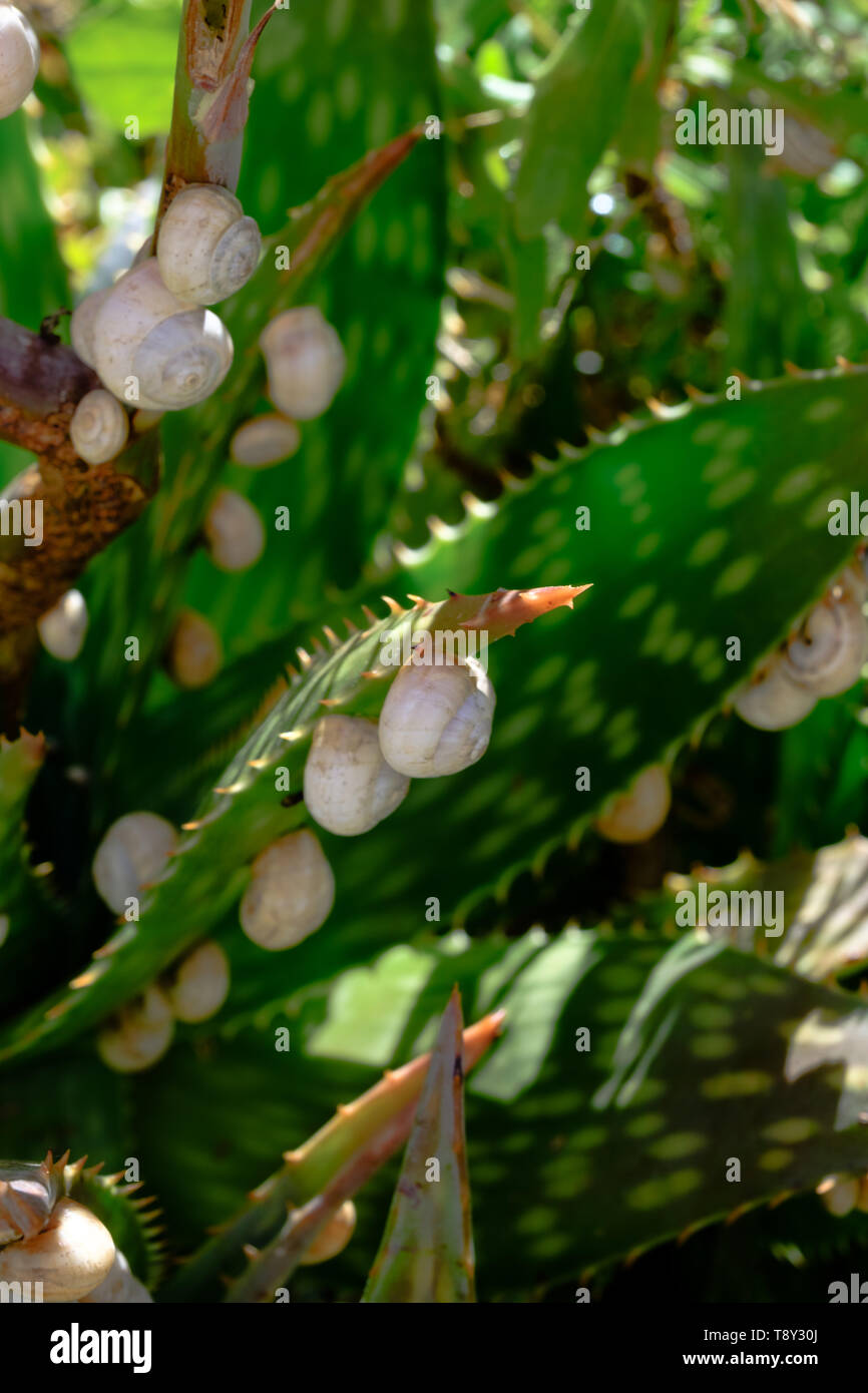 Kleine Schnecken auf saftigen Blätter in Parana, Axarquia, Malaga, Andalusien, Costa del Sol, Spanien Stockfoto