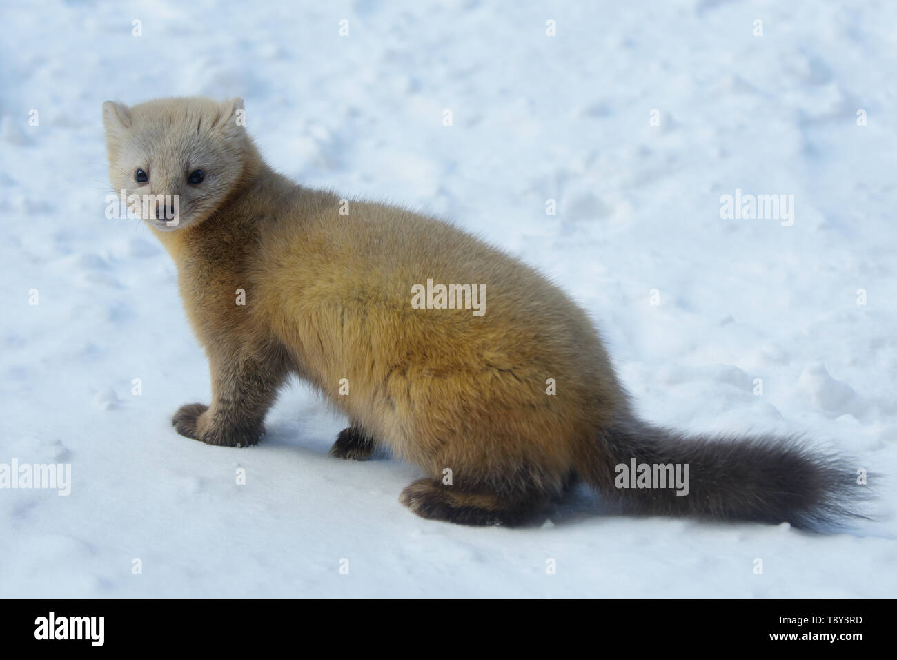 Sable (Martes Zibellina) in seinem Wintermantel, Insel Hokkaido, Japan Stockfoto
