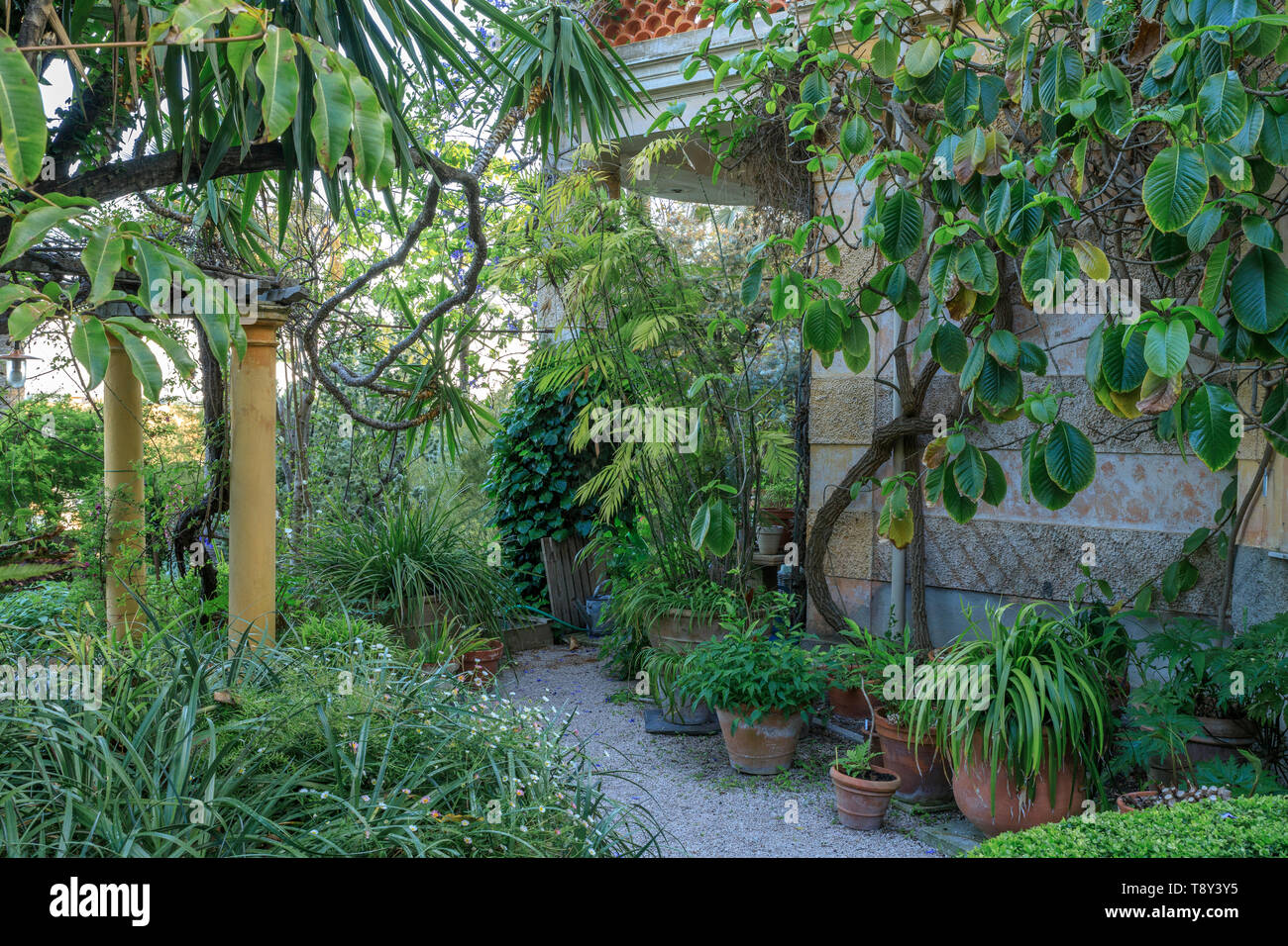 Frankreich, Alpes Maritimes, Menton, Jardin Clos du Peyronnet, Garten William Waterfield, Waterfield Familienbesitz seit 1915, Pfad rund um die Villa/ Stockfoto