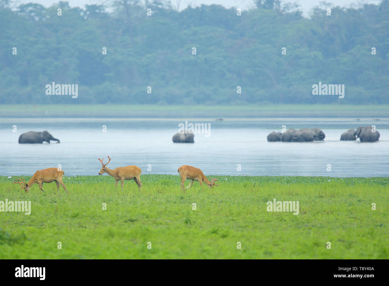 Gefährdete Swamp Deer (Rucervus duvaucelii) und Asiatischen Elefanten (Elephas maximus) im Kaziranga National Park, Indien. Stockfoto